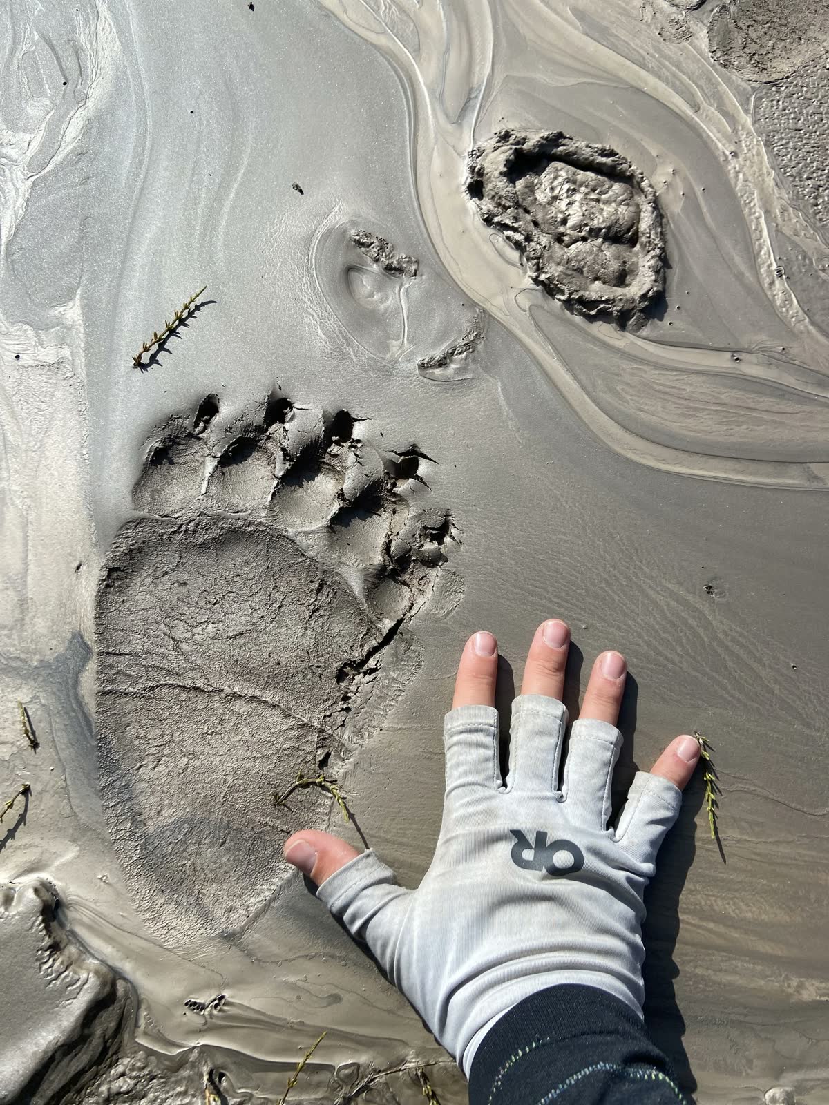 Bear print in Wrangell-St Elias National Park